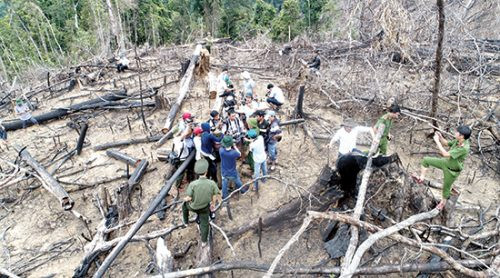 Quảng Nam kỷ luật 4 cán bộ Kiểm lâm liên quan vụ phá rừng Tiên Lãnh