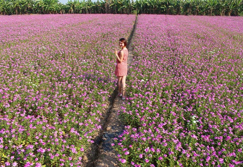 Cánh đồng hoa đẹp tựa “nàng Kiều” ở An Giang hấp dẫn khách du lịch