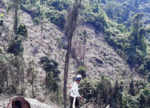 Nhiều cánh rừng tại Thừa Thiên Huế bị khai thác trái phép
