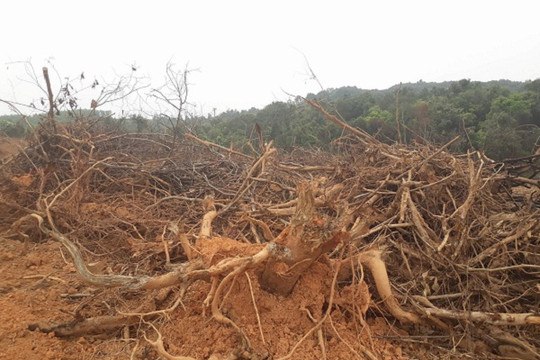 Rừng khu vực hồ Vực Mấu 2 (Nghệ An) bị chặt phá tan hoang
