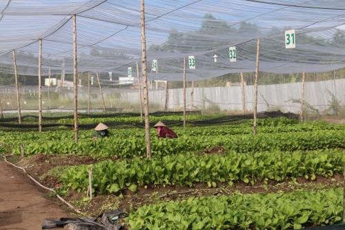 Lâm Đồng: Hơn 3,6ha diện tích đất được trồng rau hữu cơ