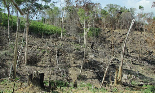 Thu hồi đất rừng bị lấn chiếm ở Đắk Lắk gặp nhiều khó khăn