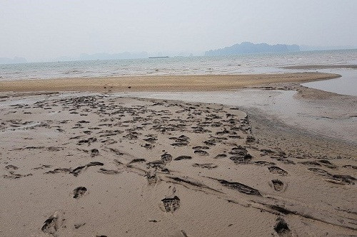 Bãi biển xuất hiện bùn lạ gây ô nhiễm trên biển khu vực Bãi Cháy?