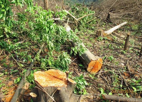 Đà Lạt phát hiện hơn 1.600 vụ vi phạm Luật Bảo vệ và Phát triển rừng trong 10 năm qua