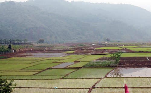 Bảo Thắng (Lào Cai) 24 ha đất sản xuất vụ xuân bị hạn