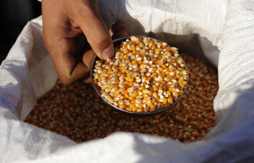Thu giữ hơn 4 tấn hạt ngô giống bị tẩy xóa hạn sử dụng