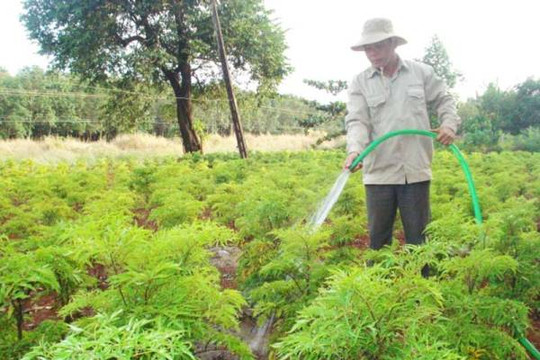 Hội thảo trồng cây đinh lăng phát triển kinh tế tại Bình Phước