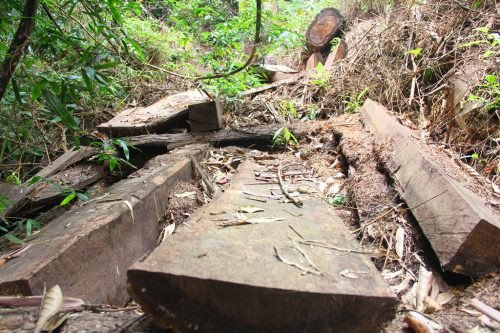 Đông Giang (Quảng Nam) rừng phòng hộ bị chặt phá nghiêm trọng