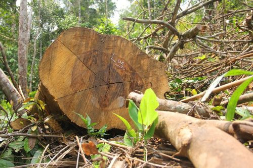 Quảng Nam phát hiện thêm một vụ phá rừng tại Nam Giang