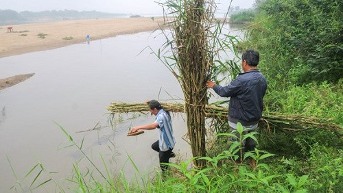 Hội Cựu chiến binh trồng 35.000 cây sậy chống sạt lở bờ sông Lam