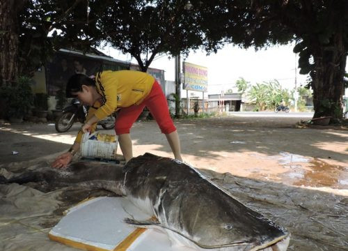 Đắk Lắk: Ngư dân bắt được cá lăng khủng trọng lượng 85 kg