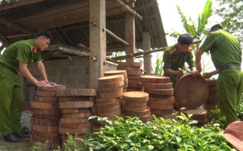 Bắt giữ gần 300 khúc gỗ dạng thớt ở Hà Giang