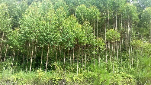 Ngọc Lặc (Thanh Hóa) phục tráng 550 ha rừng luồng