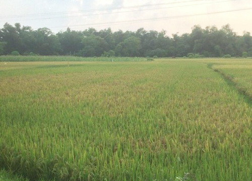 Bình Định hơn 142 ha lúa bị rầy nâu gây hại