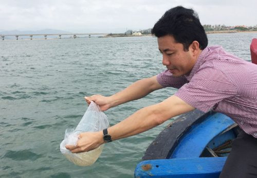 Phú Yên: Thả hơn 400.000 con tôm sú giống tái tạo nguồn lợi thủy sản