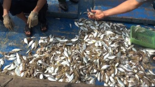Quảng Trị: Làm rõ nguyên nhân cá chết trôi dạt bất thường tại ven biển