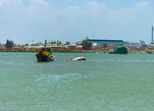 Ngư dân Bình Thuận đưa cá ông nặng 2 tấn vào đất liền mai táng