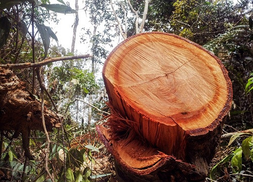 Chỉ trong 3 tháng đầu năm, Khánh Hòa phát hiện 74 vụ phá hoại rừng