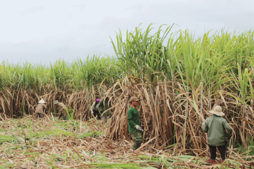 Lợi nhuận thấp, nông dân Ninh Thuận phá bỏ cây mía