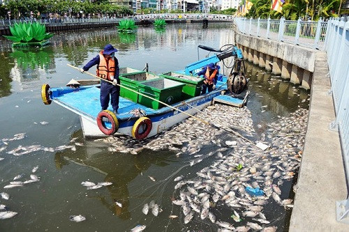 Hàng trăm kilogam xác cá nổi rải rác trên kênh Nhiêu Lộc – Thị Nghè