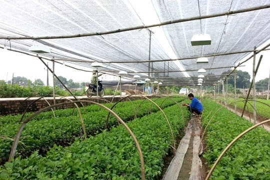 Có 5 dự án nông nghiệp công nghệ cao tại Phú Yên
