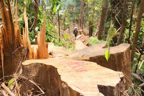 6 cán bộ Kiểm lâm bị đình chỉ công tác do để mất rừng