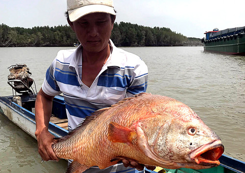 Bắt được cá nặng 9kg, nghi là “siêu cá” sủ vàng tại cảng Cái Mép
