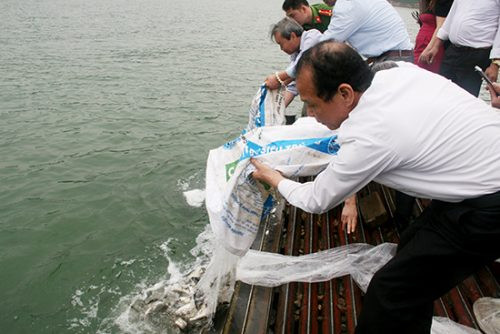 94.000 con cá giống được thả xuống hồ thủy điện Hòa Bình