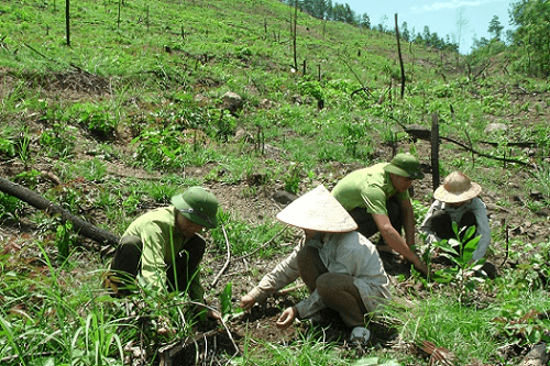 Kế hoạch trồng trên 1.670ha rừng trong năm 2018