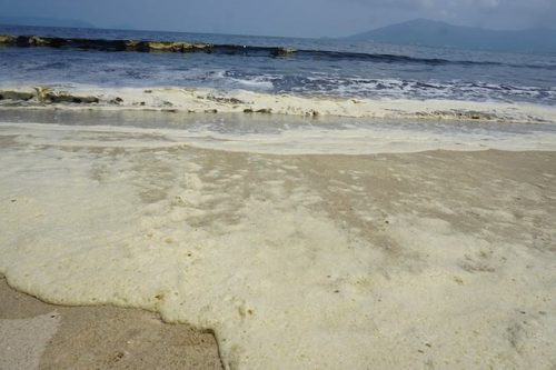 Nước biển Đà Nẵng đổi màu sẫm, sủi bọt là do một loại tảo biển gây nên