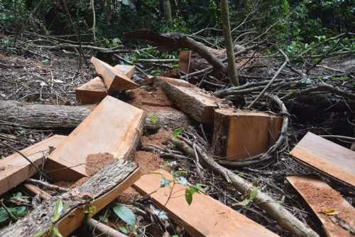 Quảng Nam: Thêm một khu rừng phòng hộ bị tàn phá