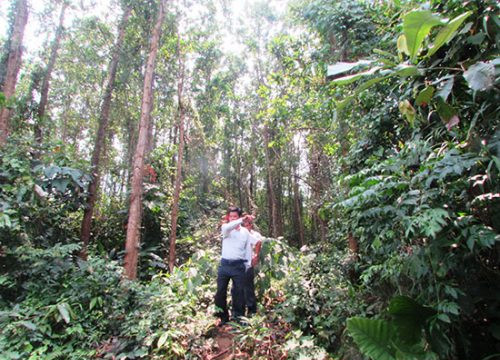 Núi Thành (Quảng Nam) nhiều giải pháp bảo vệ rừng Tam Trà