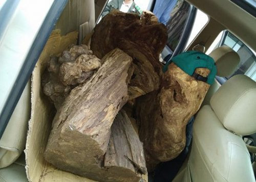 Chặn đường xe bán tải chở gỗ lậu