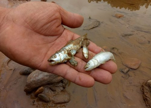 Quảng Nam: Người dân vô cùng lo lắng trước hiện tượng cá chết trên sông Bồng Miêu