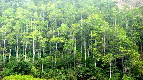 Độ che phủ rừng của cả nước năm 2017 đạt 41,45%