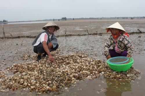 Cẩm Xuyên, Hà Tĩnh: Nghêu, sò chết trắng đồng trong thời kỳ thu hoạch