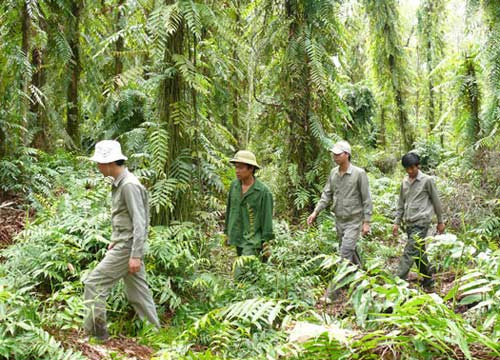 Rừng U Minh Hạ có 41.000 ha đất bị khô hạn