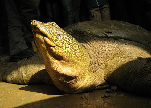 Thêm cá thể rùa Hoàn Kiếm được phát hiện ngoài thiên nhiên