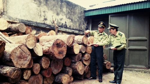 Bắc Giang bắt vụ vận chuyển 4,3m3 gỗ và 6.300kg củi trái pháp luật