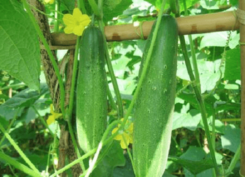 Những loại rau dễ trồng “lớn nhanh như thổi” vào mùa hè