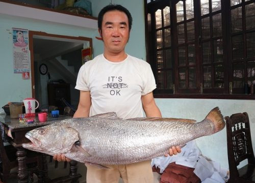Ngư dân Quảng Nam bắt được cá nghi là cá sủ vàng quý hiếm