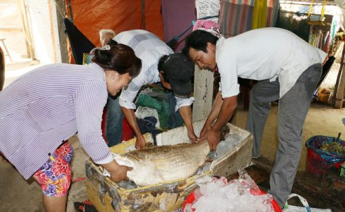 Ngư dân bắt được cá sủ vàng, thương lái hẹn mua với giá 1 tỷ đồng
