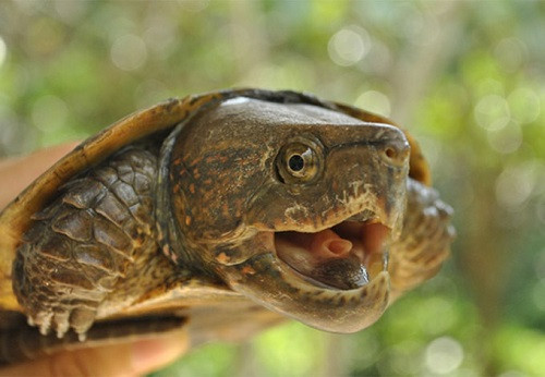 Những giống rùa quý hiếm tại Việt Nam đang có nguy cơ tuyệt chủng cao