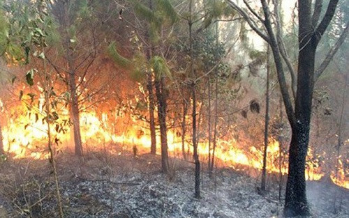 Yên Bái có 7 ha rừng bị cháy trong 4 tháng đầu năm 2018