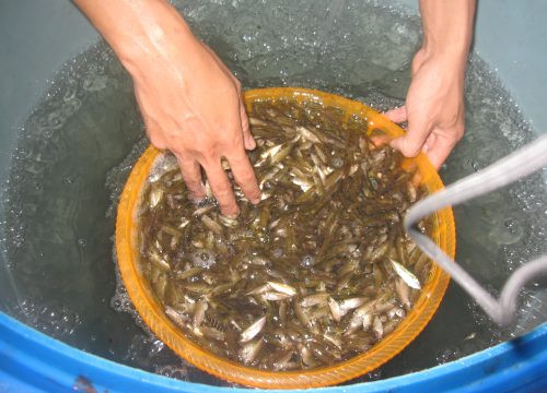 Ngư dân Thừa Thiên – Huế được mùa cá rò