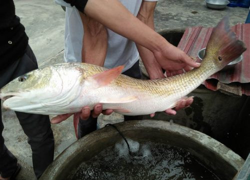 Ngư dân Quảng Bình bắt được cá lạ giống cá sủ vàng tiền tỉ