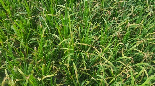 Qùy Hợp (Nghệ An) có hơn 190 ha lúa xuân nhiễm bệnh