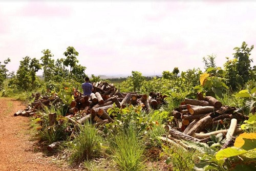 Mường Nhé (Điện Biên) phát hiện gần 25.500 mét vuông rừng hỗn giao, rừng sản xuất bị phá