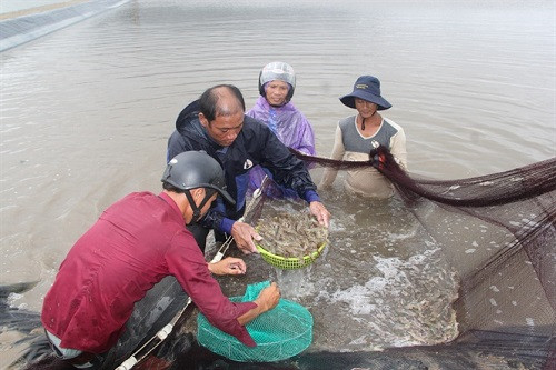 Tuy Phước (Bình Định) có 1,62 ha tôm nuôi bị vi rút đốm trắng