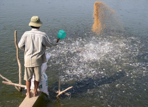 ĐBSCL thiếu hụt trầm trọng cá tra giống